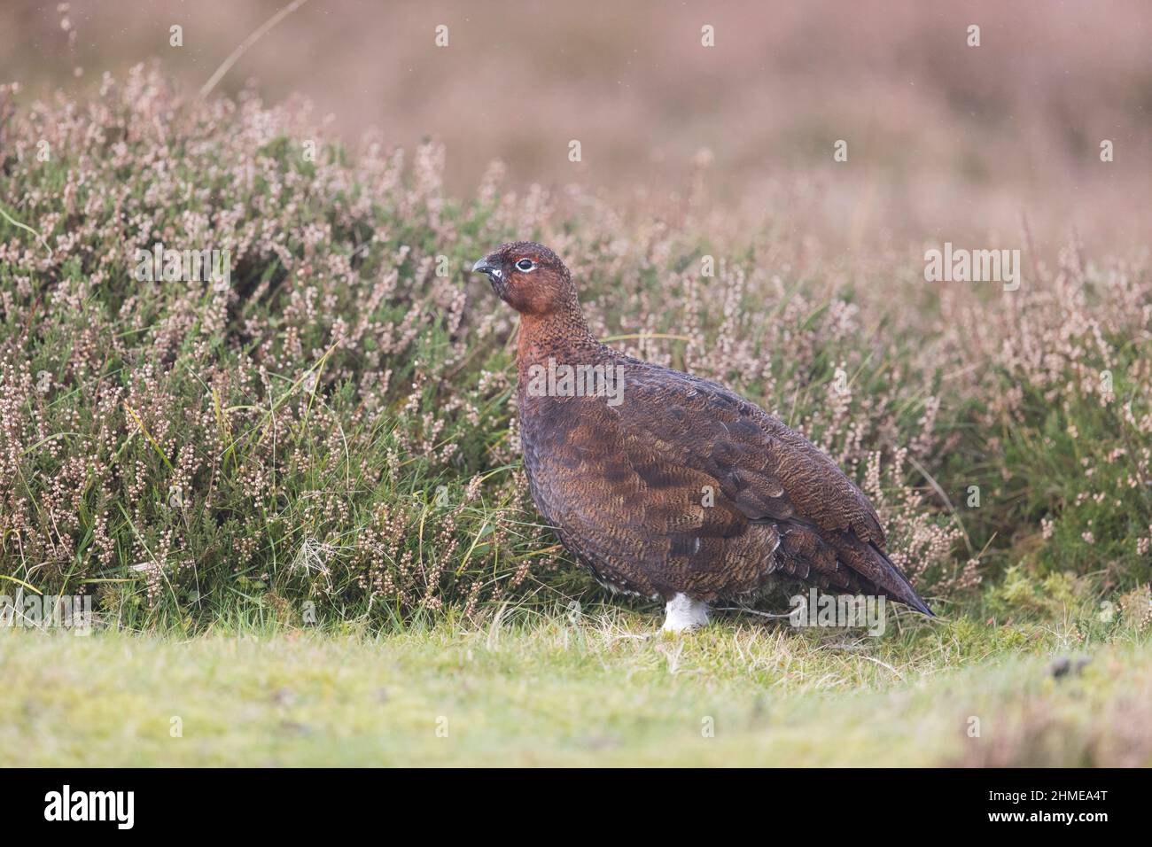 Red Grouse (Lagopus lagopus scoticus) maschio adulto in piedi sulla brughiera, Yorkshire, Inghilterra, novembre Foto Stock