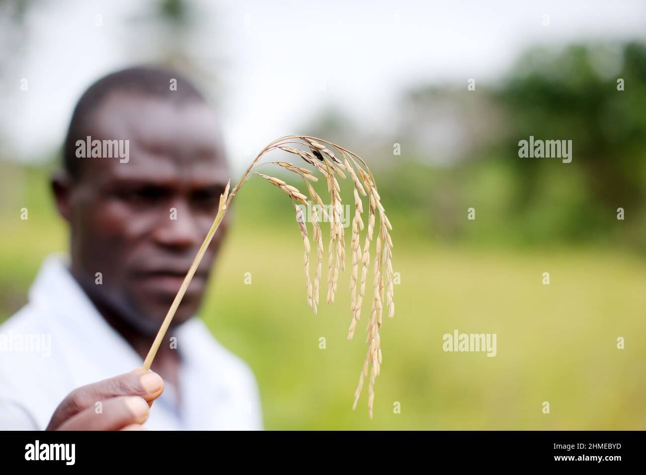 Un agricoltore in Sierra Leone, Africa occidentale, con una parte della sua raccolta di grano. Foto Stock