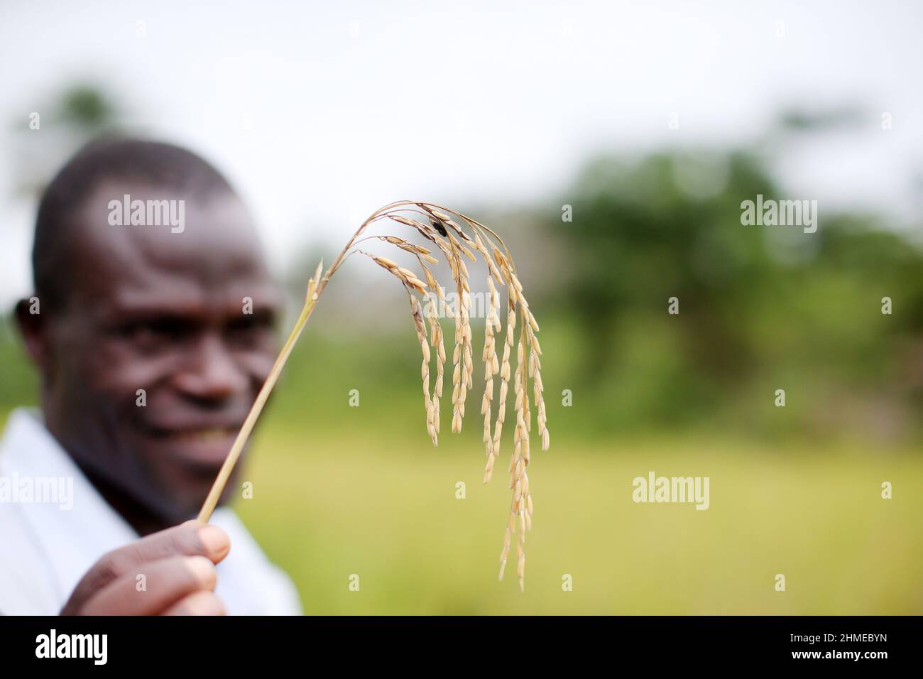 Un agricoltore in Sierra Leone, Africa occidentale, con una parte della sua raccolta di grano. Foto Stock