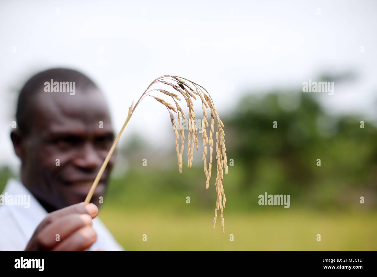 Un agricoltore in Sierra Leone, Africa occidentale, con una parte della sua raccolta di grano. Foto Stock