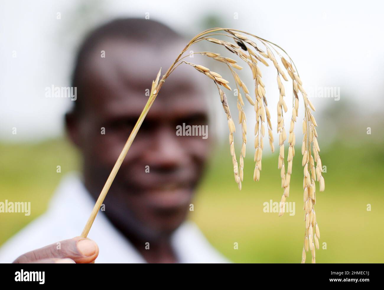 Un agricoltore in Sierra Leone, Africa occidentale, con una parte della sua raccolta di grano. Foto Stock