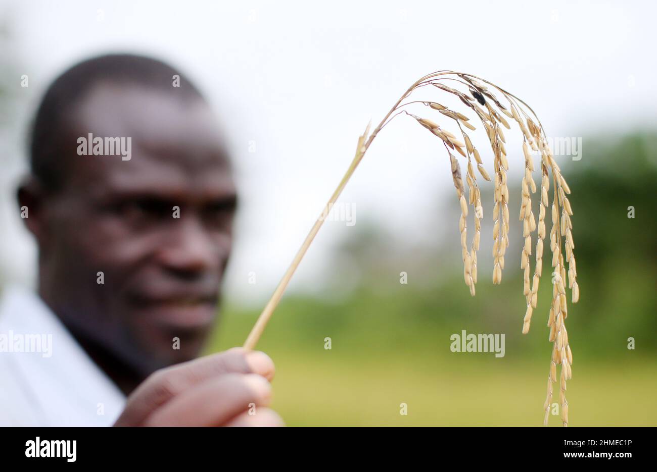 Un agricoltore in Sierra Leone, Africa occidentale, con una parte della sua raccolta di grano. Foto Stock
