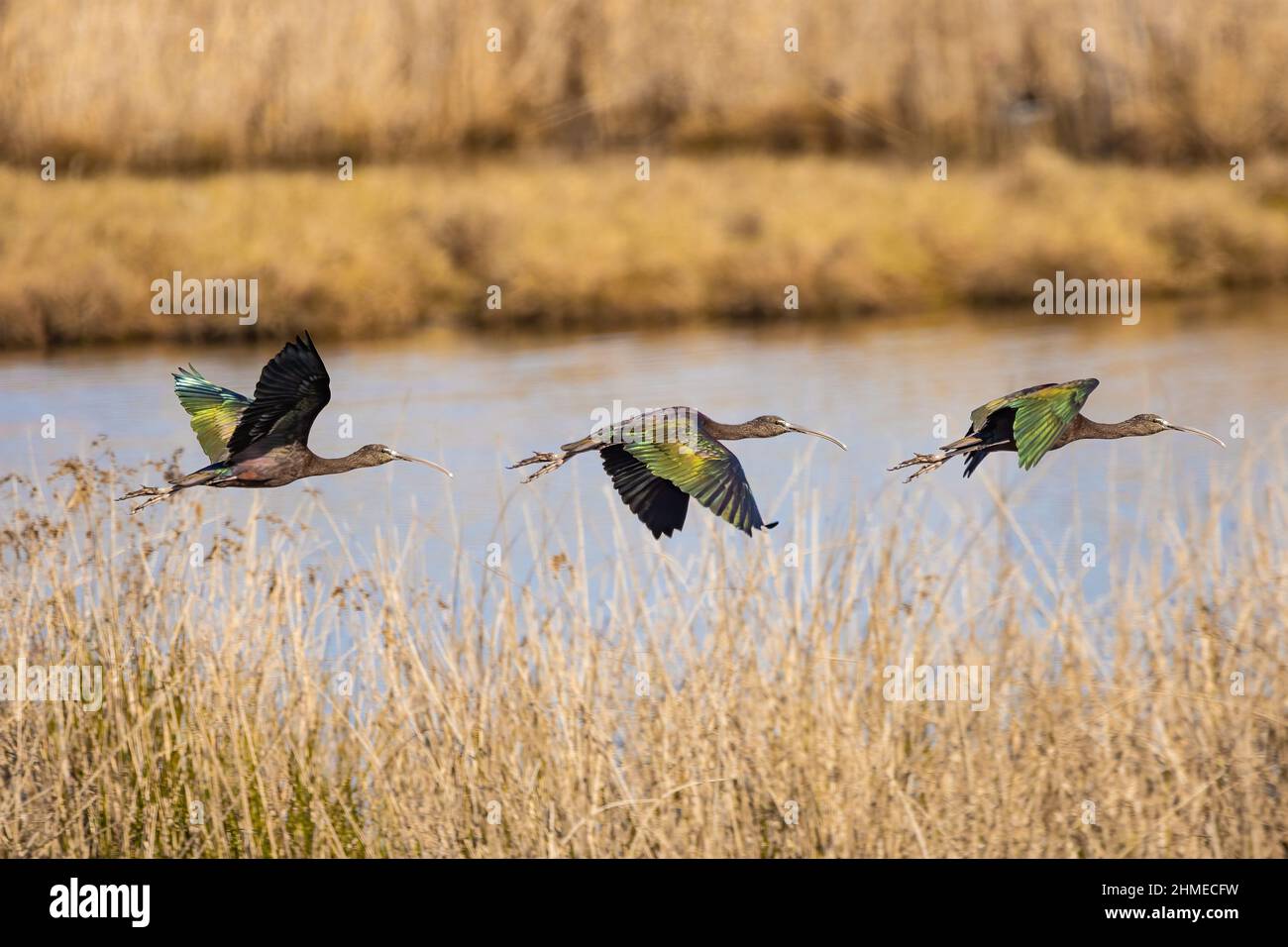 Ibis lucido (Plegadis falcinellus) in volo Foto Stock