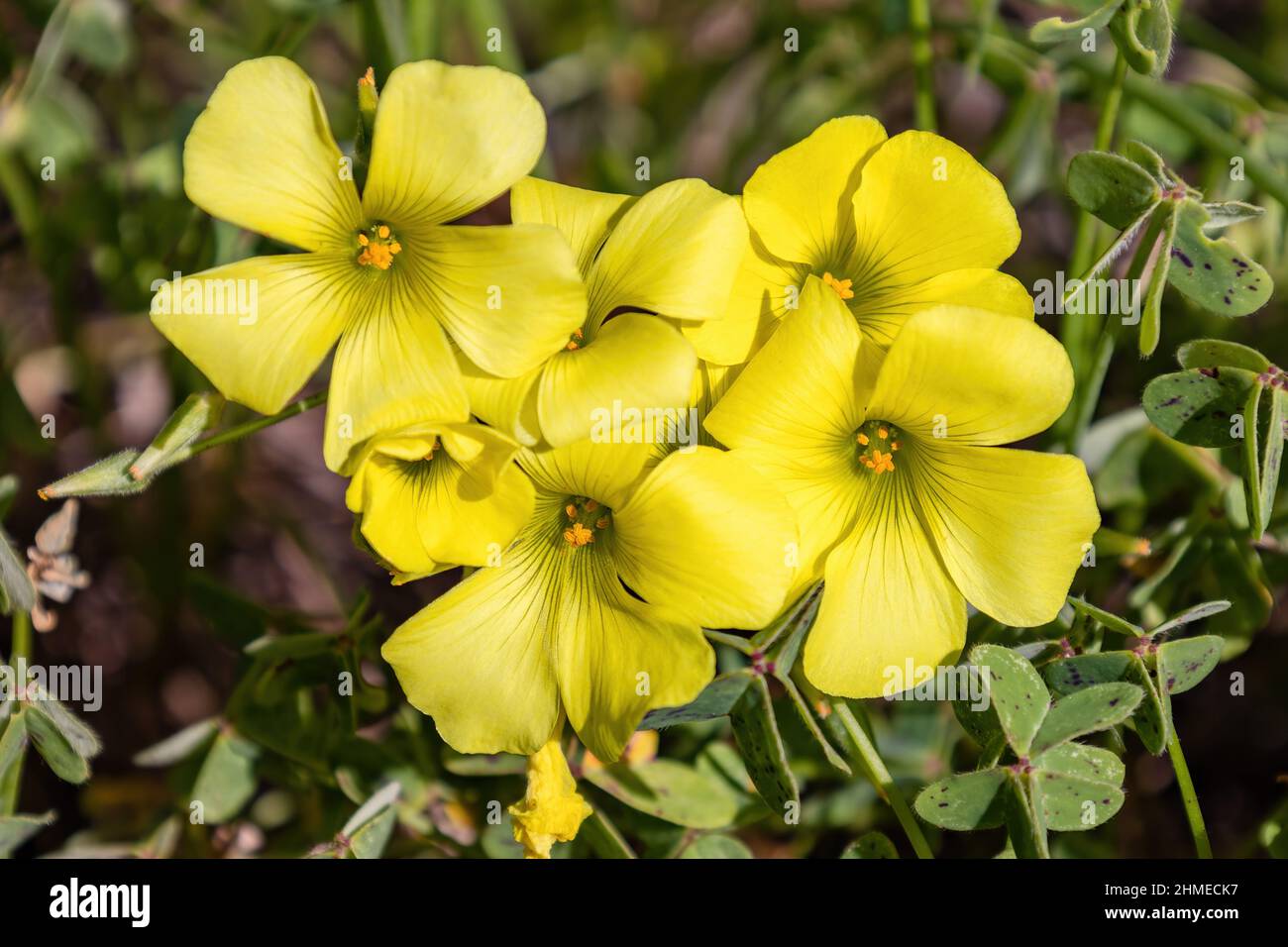 Un fiore Oxalis pes-caprae conosciuto come legno africano-sorrel, Bermuda buttercup, Bermuda sorrel, buttercup oxalis, Cape sorrel, Inglese erbaccia, capra-piede, s Foto Stock