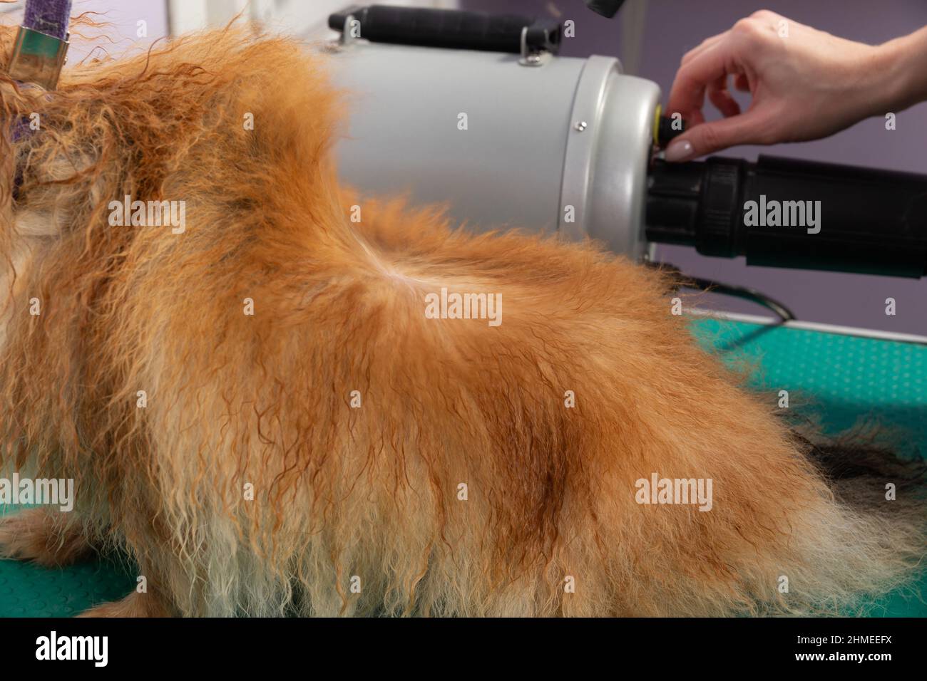 Donna professionale che asciuga il cane di spitz umido di Pomeranian, nel salone di cura. La vista dei capelli di un animale domestico è bellissima. Foto Stock