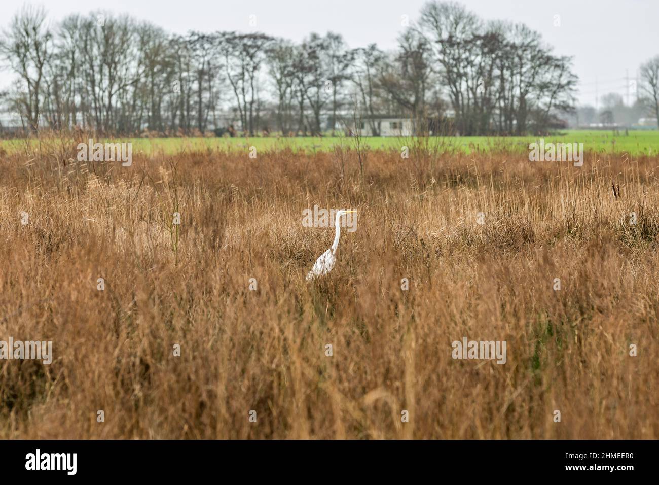 Grande Egret, Ardea alba, in piedi in un paesaggio paludoso tra le canne secche brune d'inverno con un prato verde e bordo della foresta sullo sfondo con Alder Foto Stock