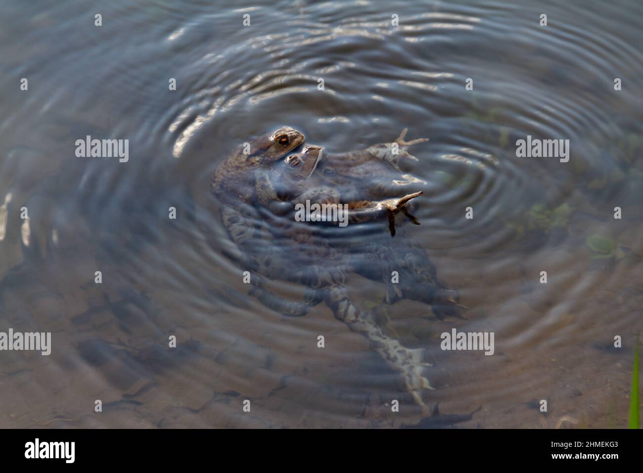 Sciame Toad con pochi occhi visibili combaciare in acqua di lago ondeggiante Foto Stock