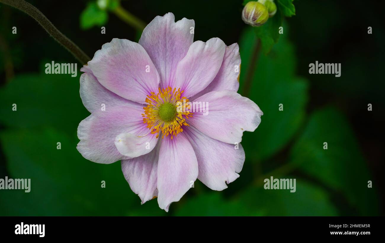 Un anemone rosa giapponese in Germania Foto Stock