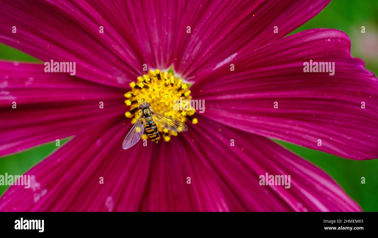 Primo piano del volo del hover su un fiore Foto Stock