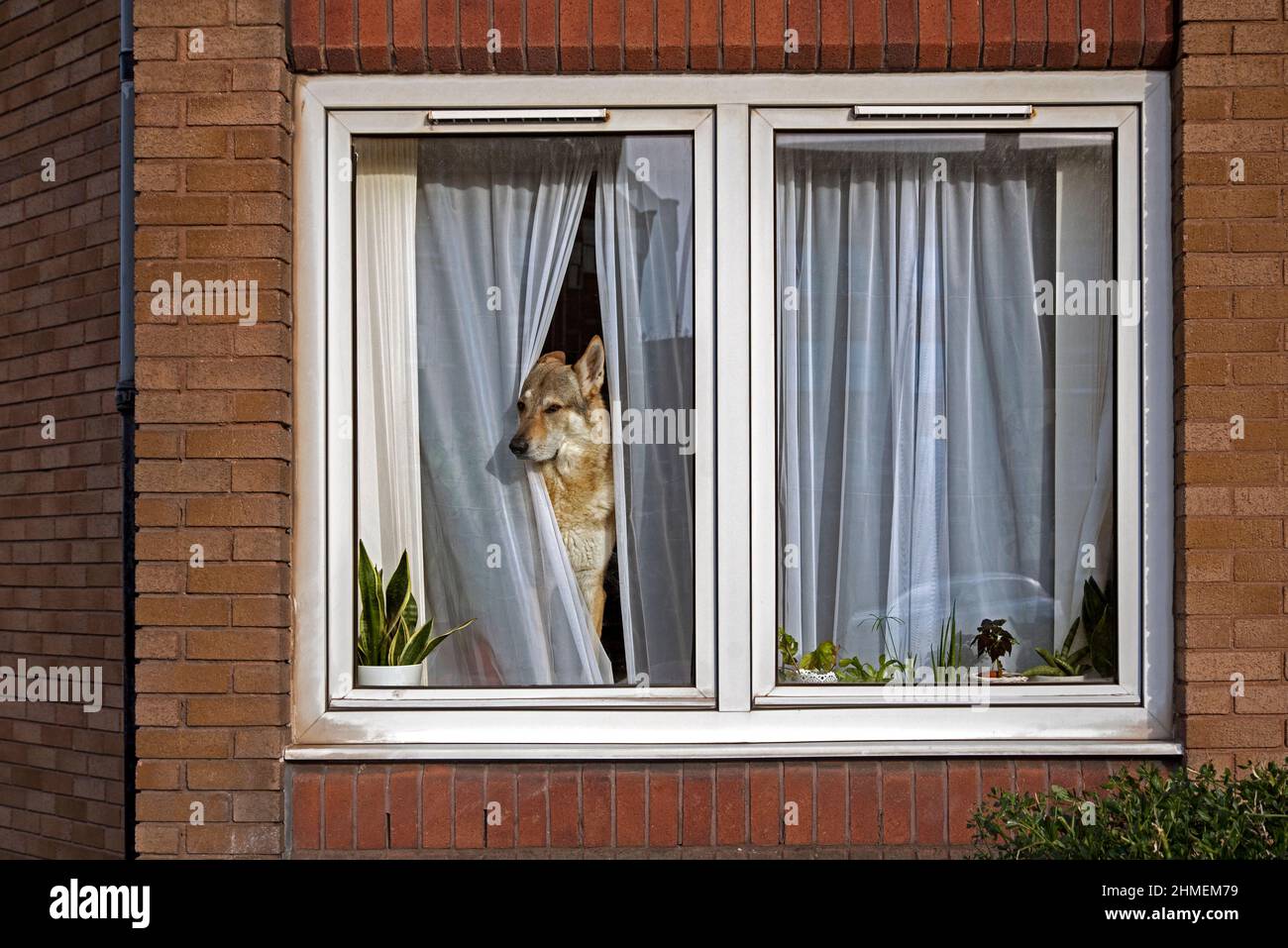 Un cane alsaziano che guarda fuori dalla finestra attraverso le tende in una residenza domestica nella Pleasance, Edimburgo, Scozia, Regno Unito. Foto Stock