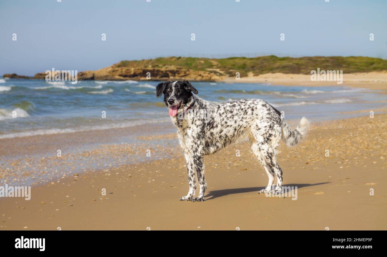 Cane bianco e nero della razza puntatore sulle coste del Mar Mediterraneo Foto Stock