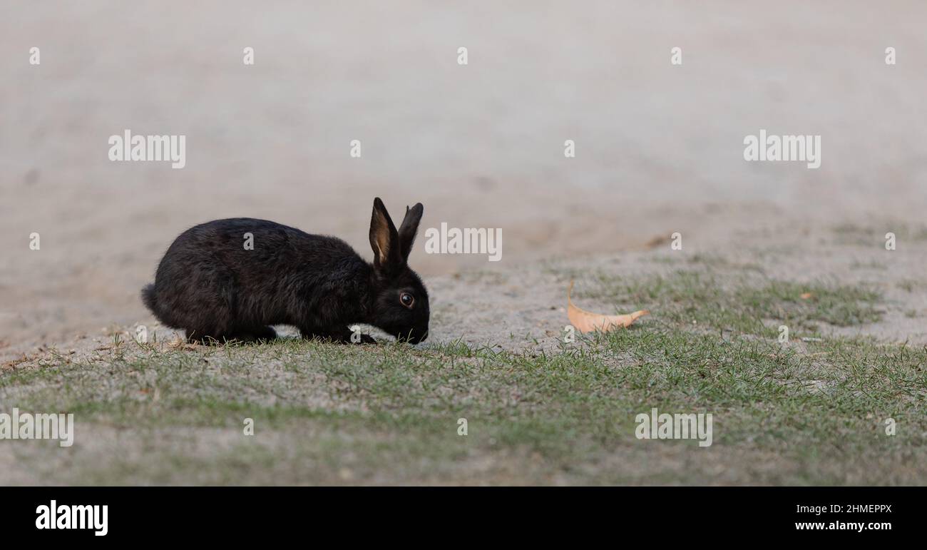 Simpatico coniglio coniglio nero rex all'aperto. Nero adorabile coniglio bambino. Fuoco selettivo, nessuno, copyspace per il testo Foto Stock