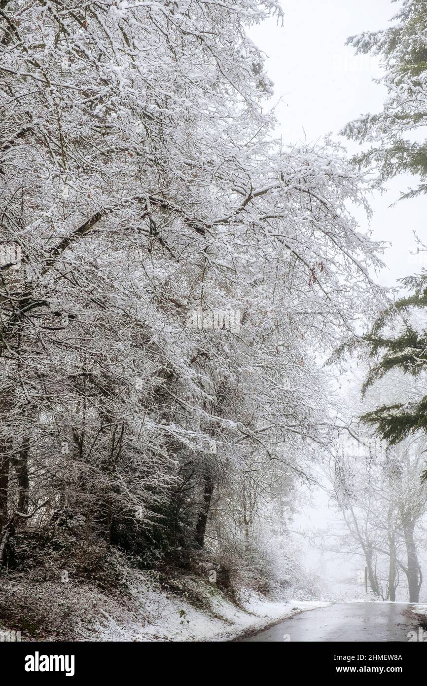 La neve è caduta sul sentiero e sulla natura nella foresta la neige est tombee sur les senziers, les arbres, les buissons de la foret Foto Stock