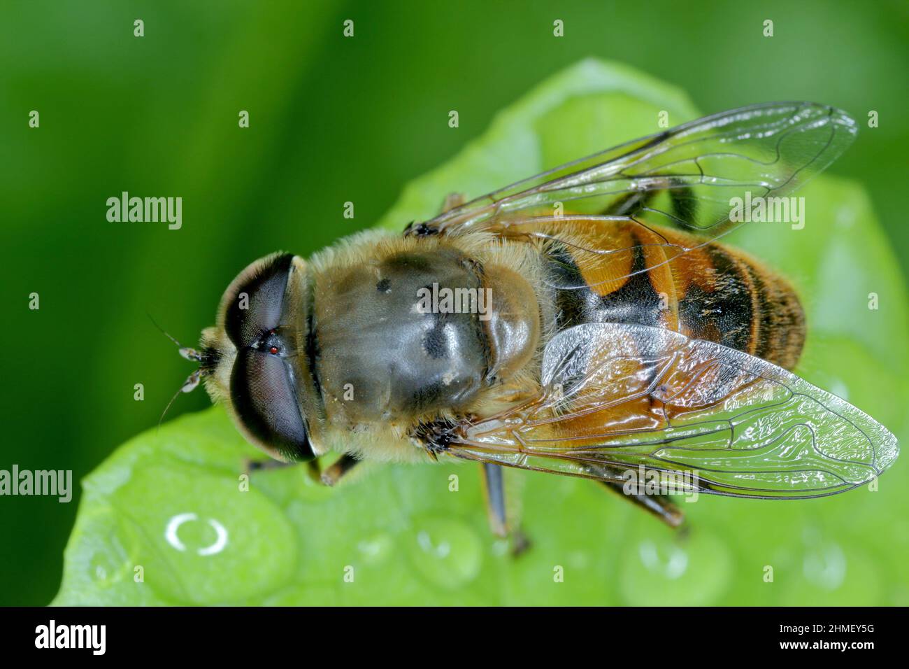 Grande hoverfly (Eristalis arbustorum) seduto su una foglia. Questo insetto è molto spesso confuso con l'ape del miele. Foto Stock