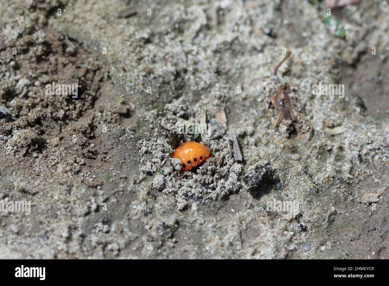 Una larva di coleotteri di patate che burrowing nel terreno prima della metamorfosi. Foto Stock