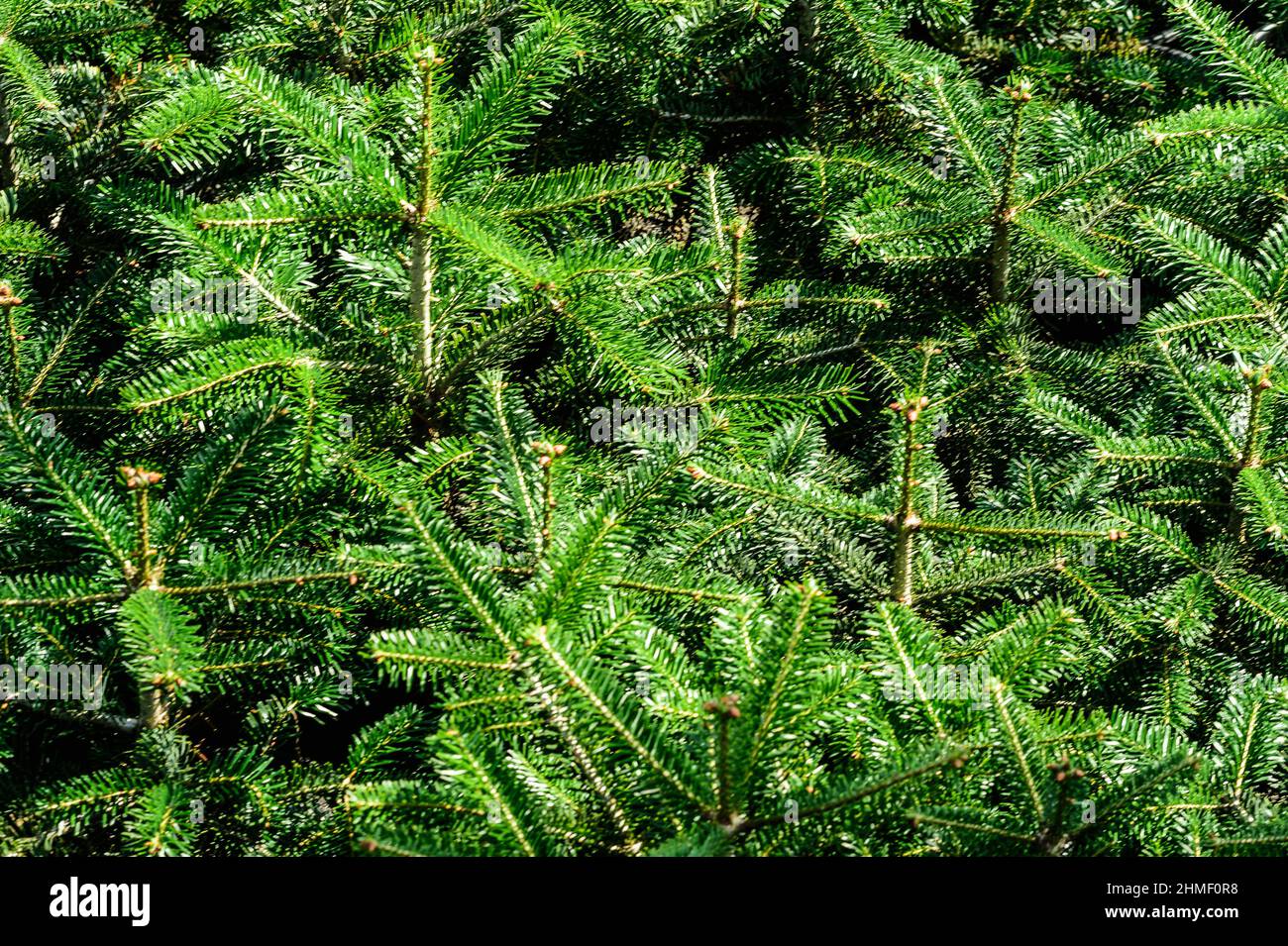 Nel mese di settembre, il pino Nordmann della società Green Cap sono trasferiti dalla casa verde enorme sono stati la crescita da trattore alla piantagione di pino wher Foto Stock