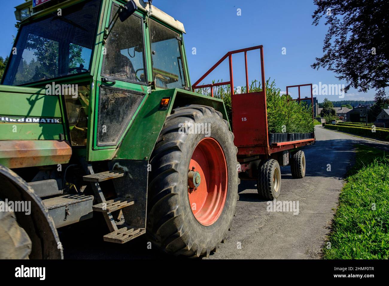 Nel mese di settembre, il pino Nordmann della società Green Cap vengono trasferiti dalla grande casa verde alla piantagione di pini dove vengono piantati. Il n Foto Stock