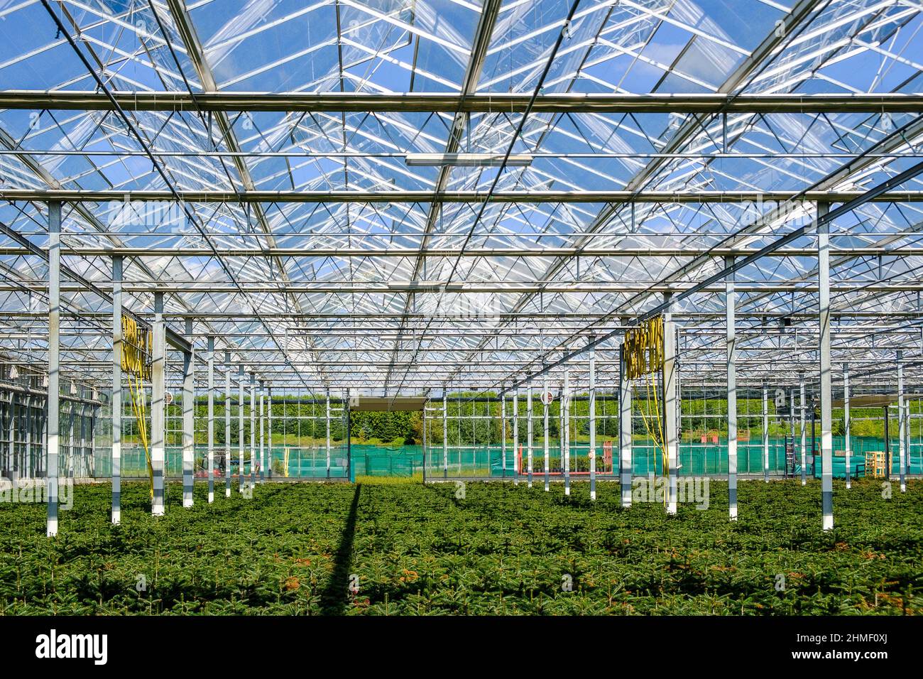 Nel mese di settembre, il pino Nordmann della società Green Cap sono trasferiti dalla casa verde enorme sono stati la crescita da trattore alla piantagione di pino wher Foto Stock