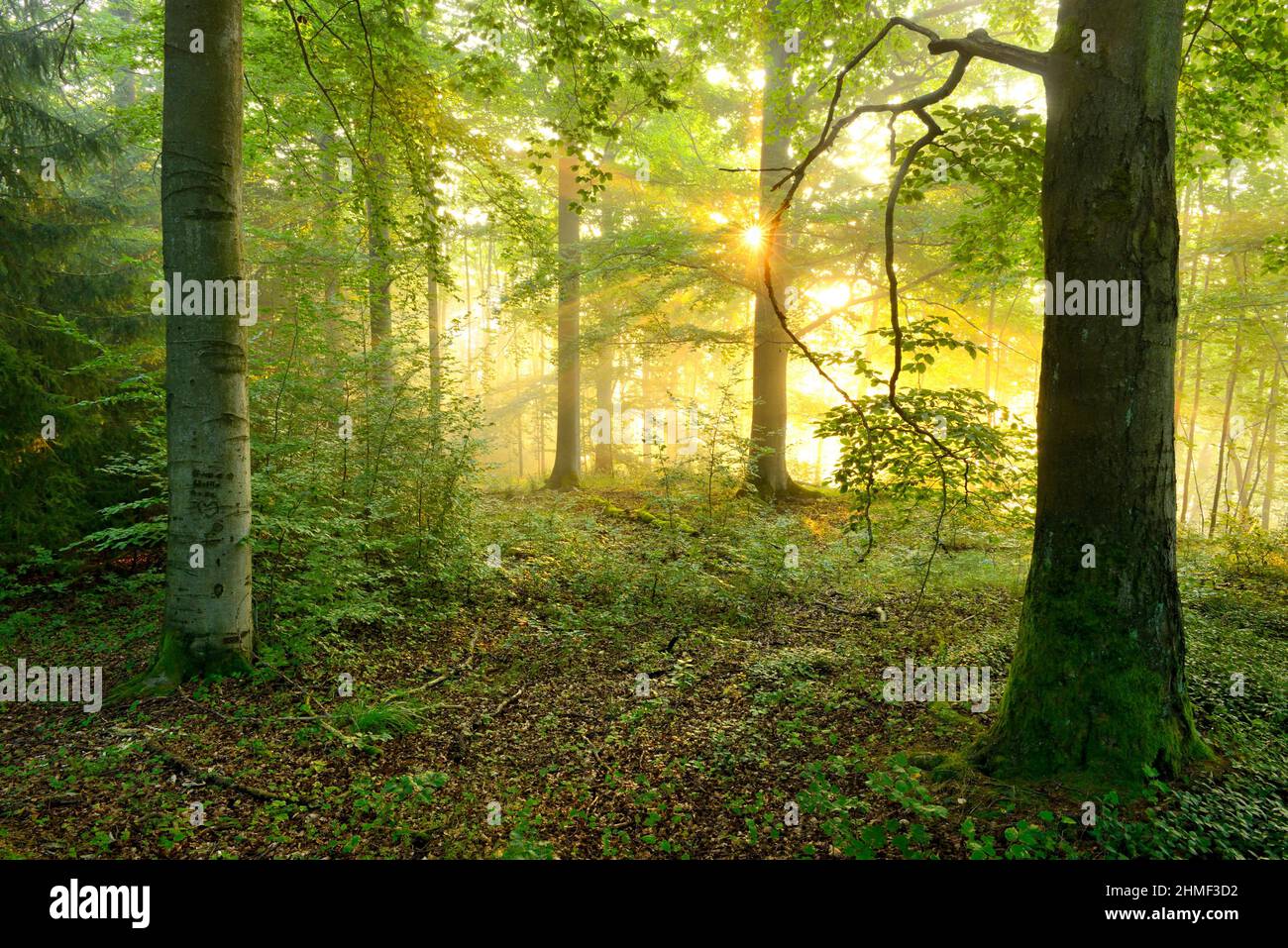 Foresta decidua inondata di luce nella calda luce del sole del mattino, il sole splende attraverso la nebbia, il faggio e l'acero, le montagne di ardesia della Turingia, vicino a Bad Foto Stock