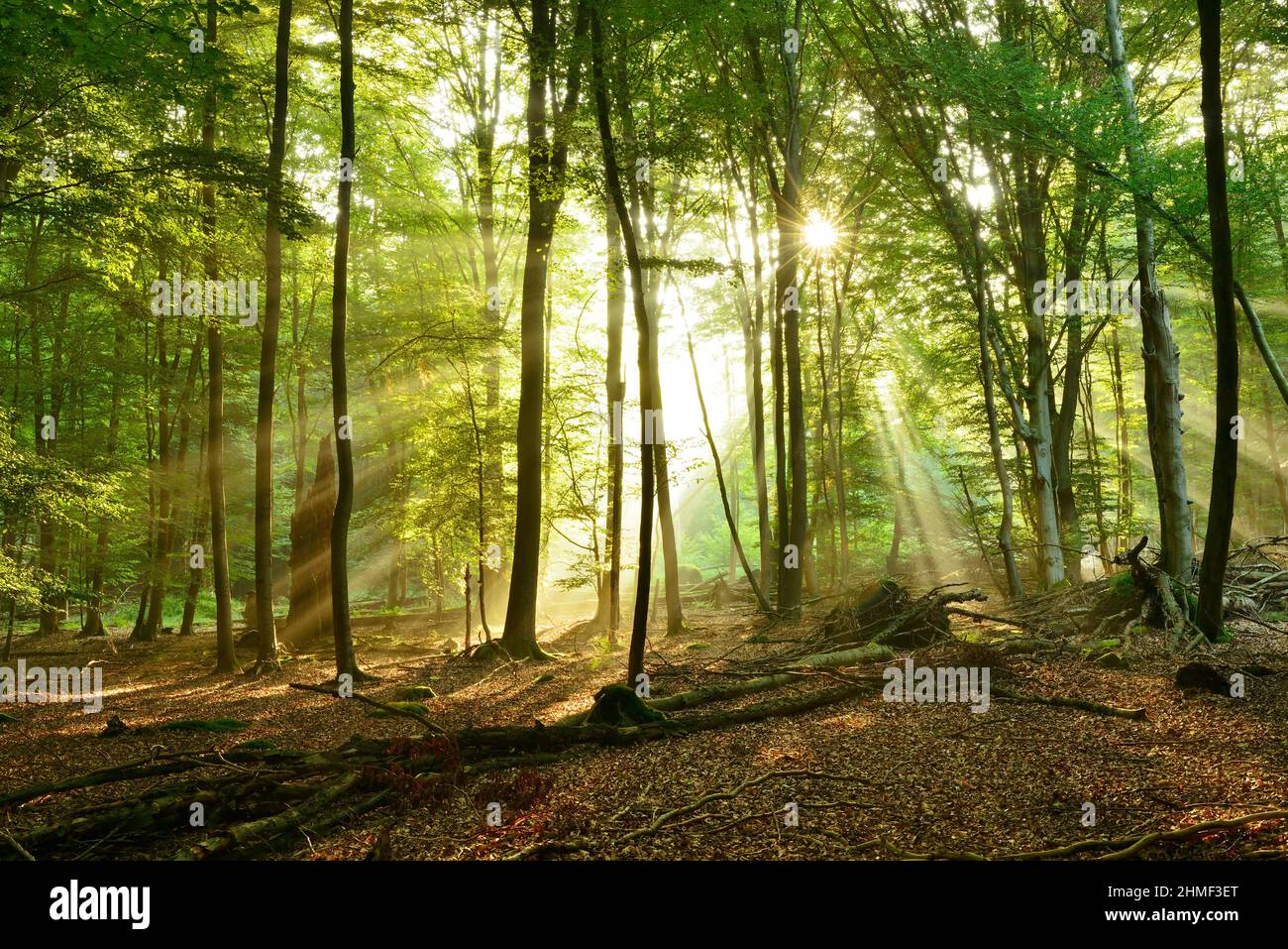 Foresta di faggi inondata di luce con un sacco di legno morto al mattino presto, il sole splende attraverso la nebbia, Reinhardswald, Assia, Germania Foto Stock