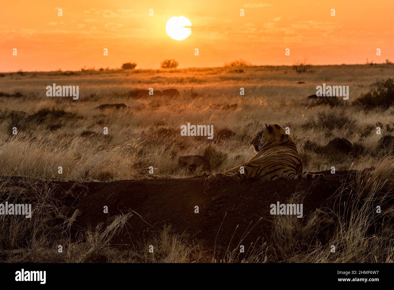 Tigre bengala (Panthera tigris tigris) che si trova sul tumulo al tramonto del sole, Tiger Canyon Farm, Philippolis, Sudafrica Foto Stock