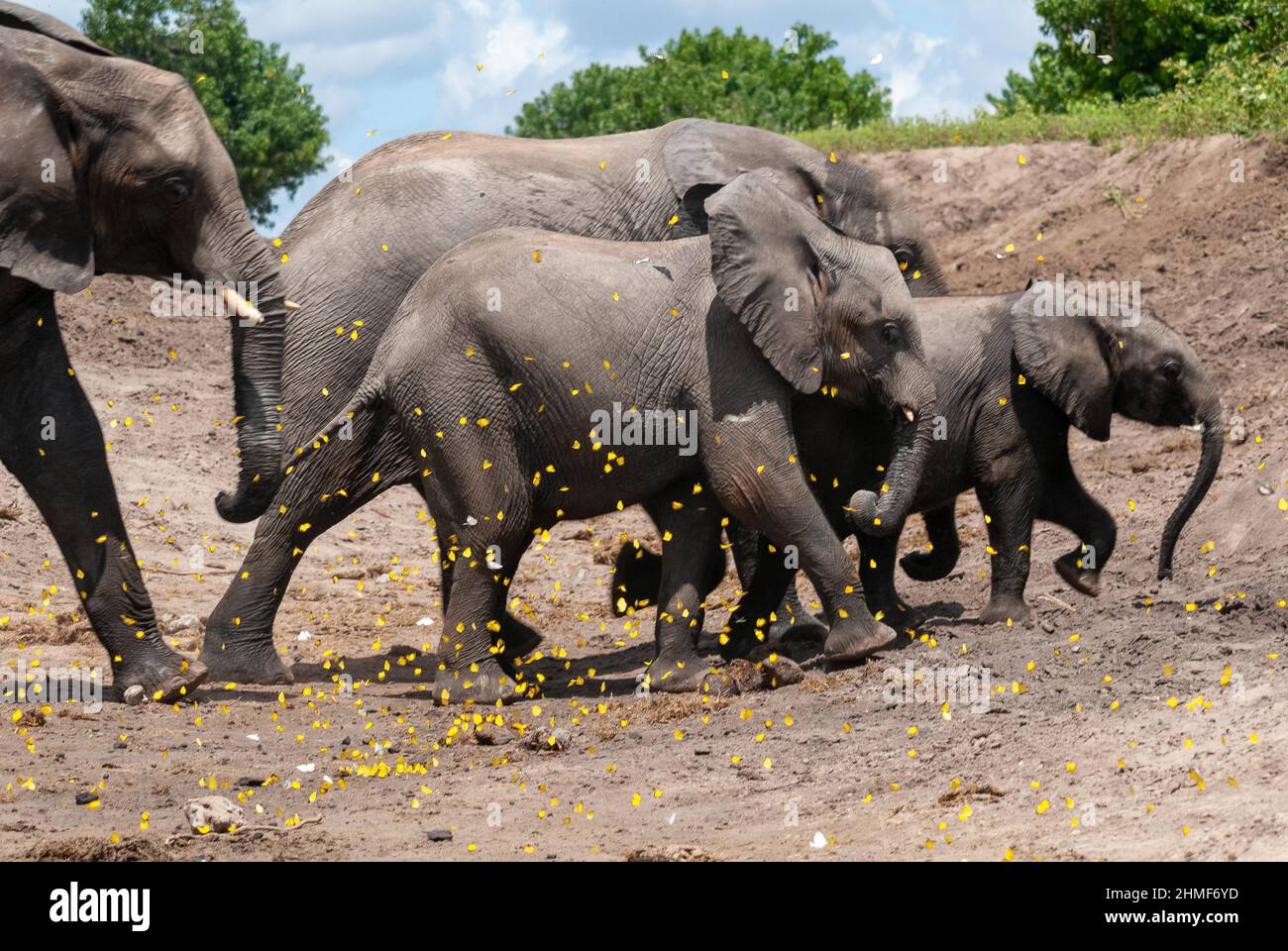 Elefante africano (Loxodonta africana) famiglia di elefanti sul fiume Chobe con farfalle gialle in volo, safari in barca sul fiume di confine di Foto Stock