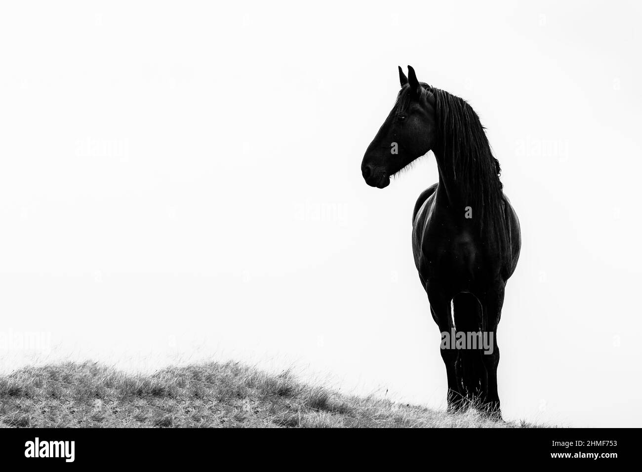 Cavallo domestico nero (Equus caballus) in un prato contro un cielo bianco, Innsbruck, Tirolo, Austria Foto Stock