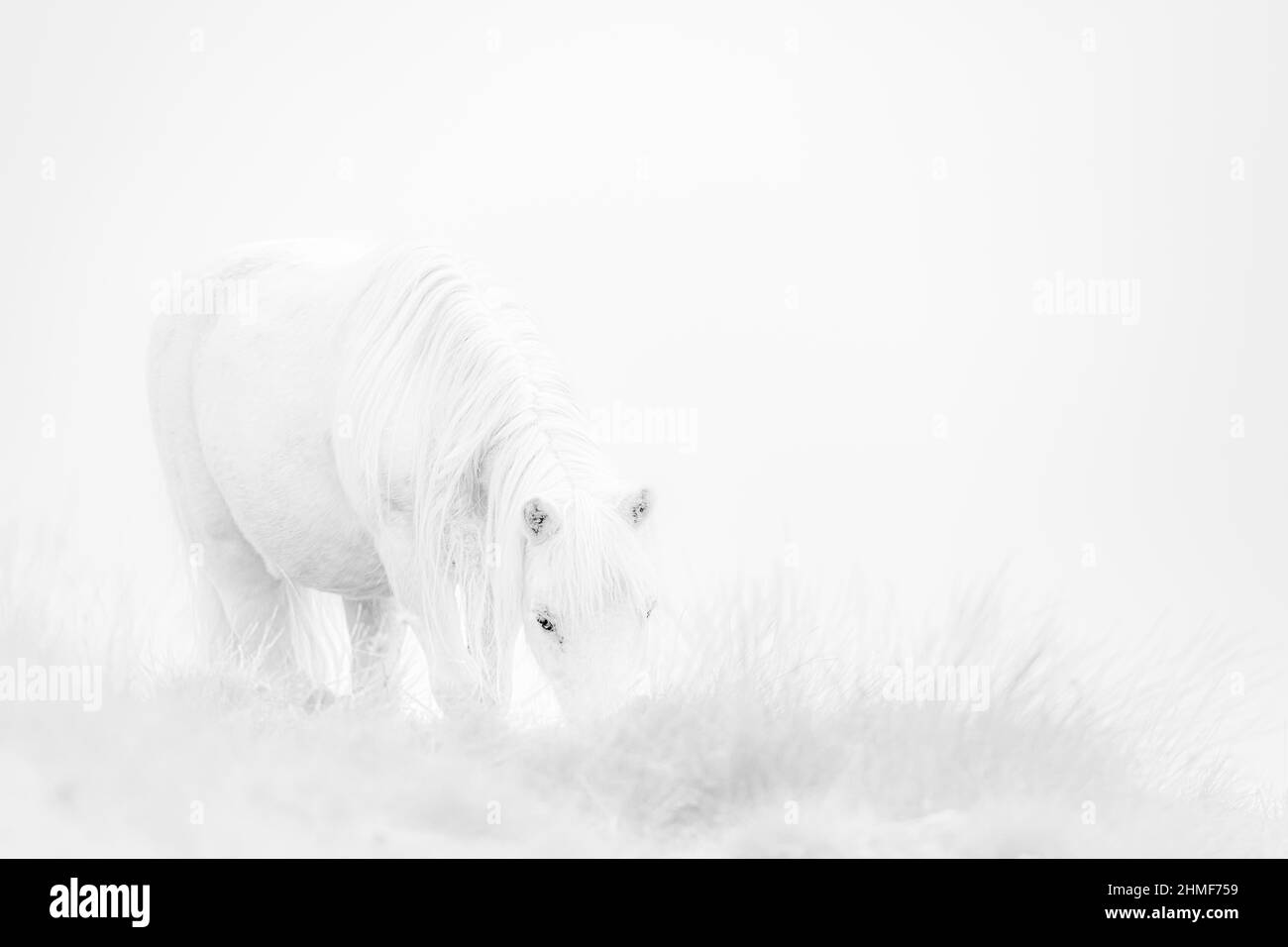Cavallo domestico bianco (Equus caballus) in un prato di fronte a nebbia, cielo bianco, Innsbruck, Tirolo, Austria Foto Stock
