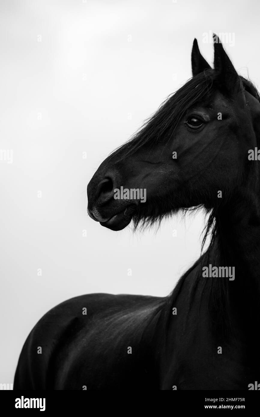 Cavallo domestico nero (Equus caballus) in un prato contro un cielo bianco, Innsbruck, Tirolo, Austria Foto Stock