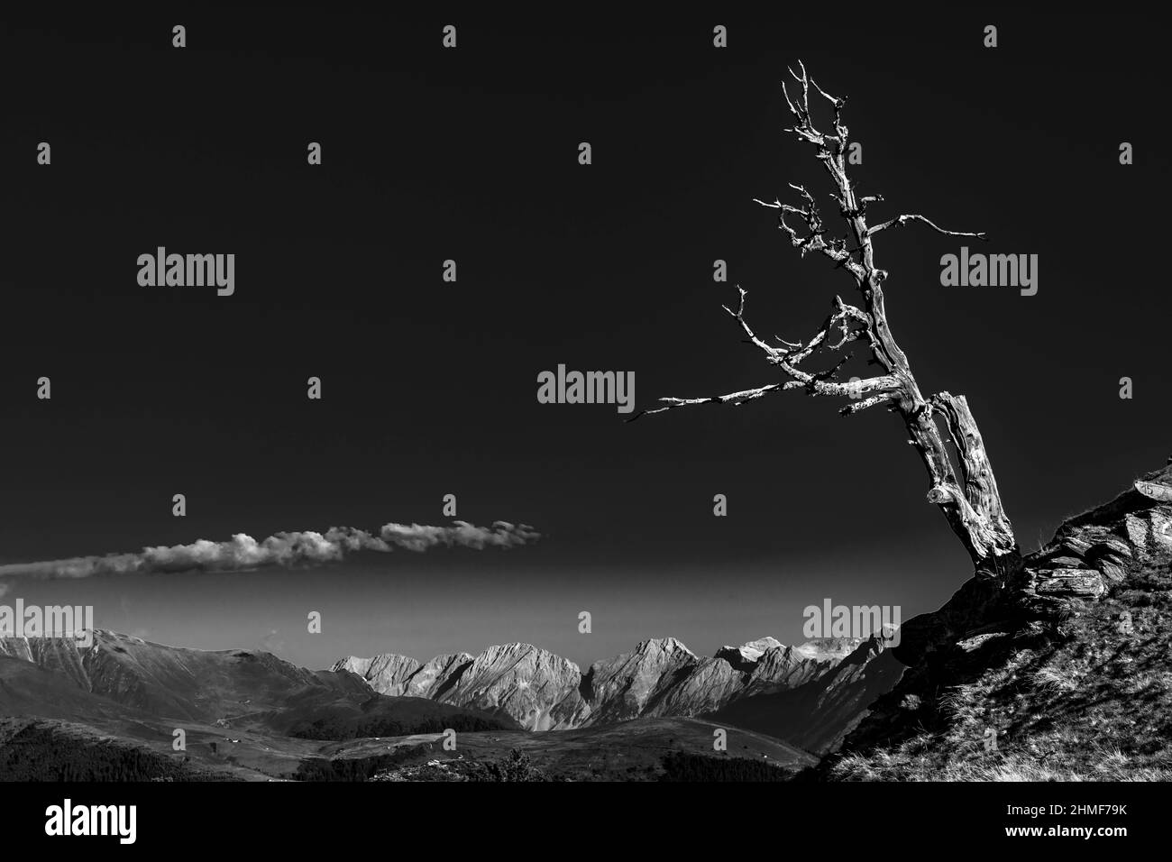 Vecchio albero su un bordo roccioso con paesaggio di montagna sullo sfondo, Sellrain, Innsbruck, Tirolo, Austria Foto Stock