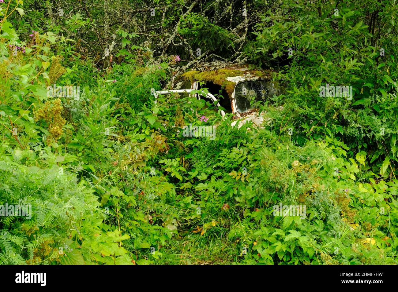 Rottame auto cresciuto da foresta, Bastnaes auto cimitero, Vaermland, Svezia Foto Stock