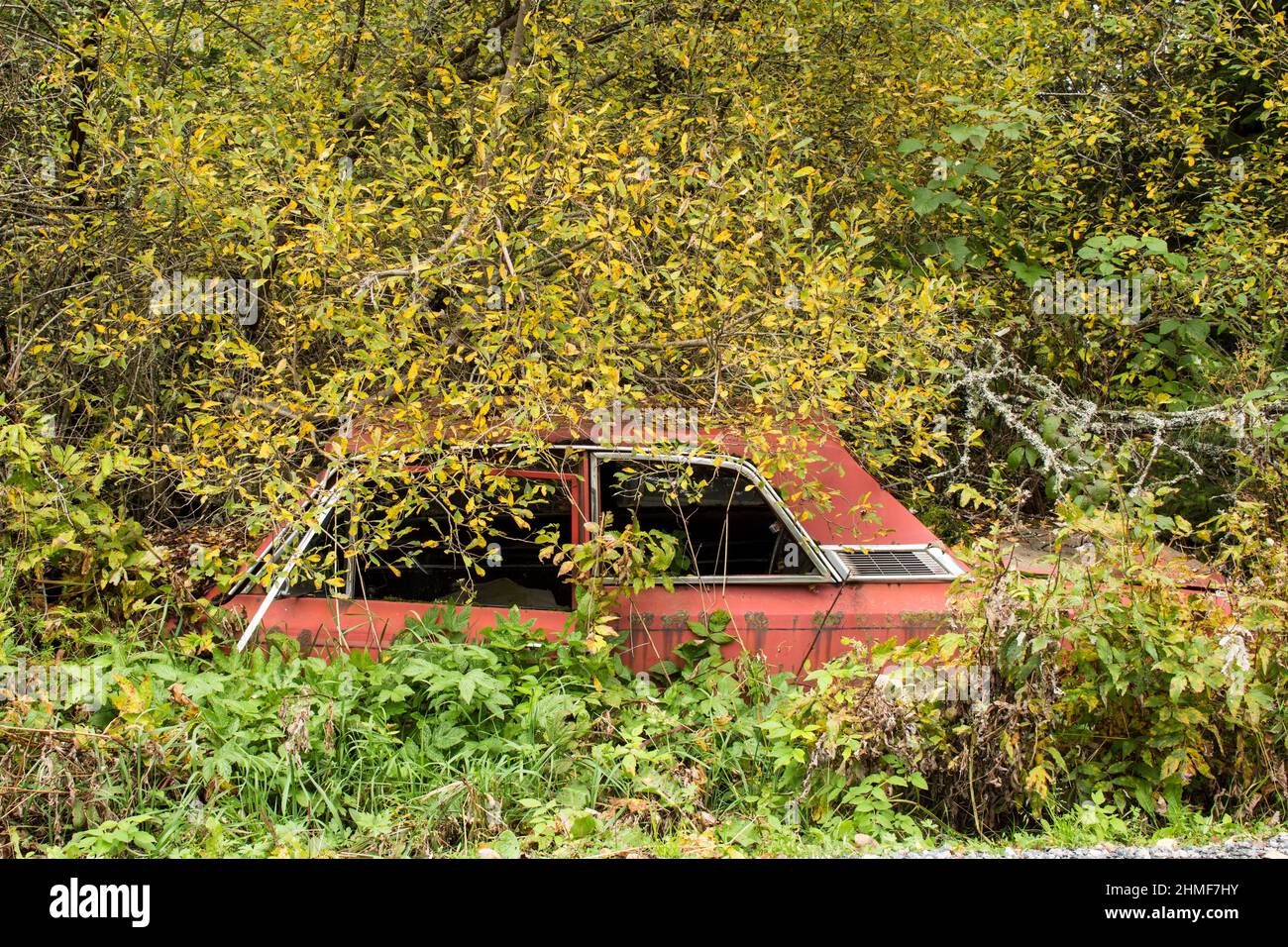 Rottame auto cresciuto da foresta, Bastnaes auto cimitero, Vaermland, Svezia Foto Stock