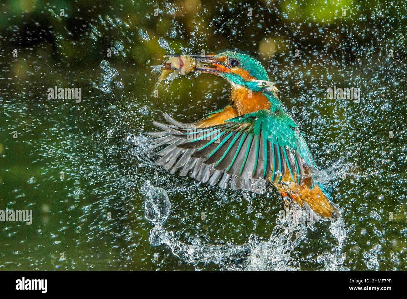 Pesca del Martin pescatore comune (Alcedo atthis) con pesce come preda, Naarden, Paesi Bassi Foto Stock