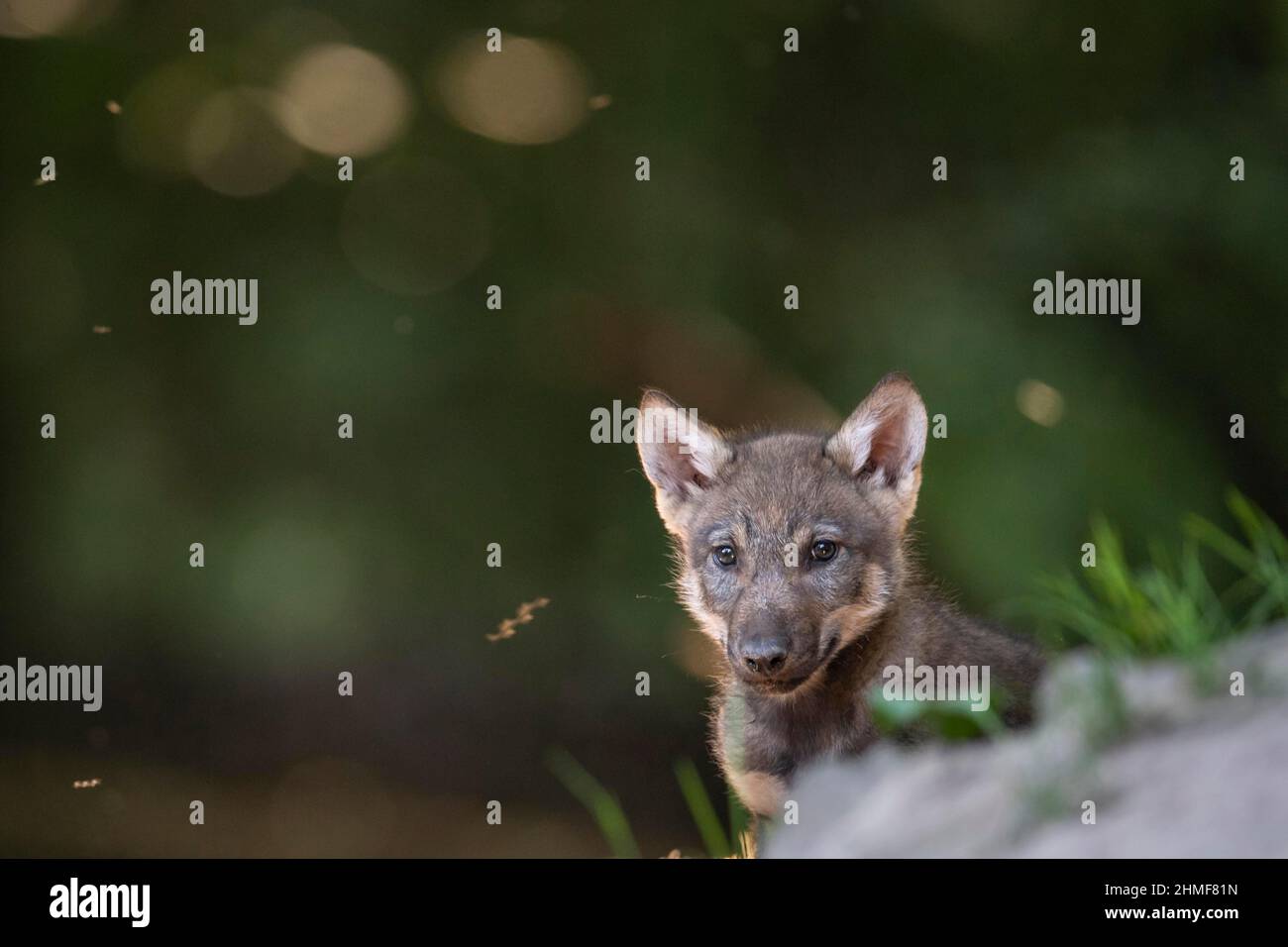 Lupo grigio (Canis lupus), giovani animali, cuccioli, prole, Neuhaus, Bassa Sassonia, Germania Foto Stock