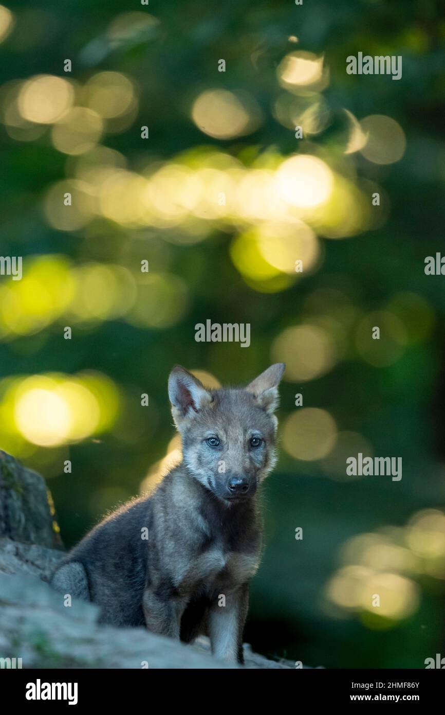 Lupo grigio (Canis lupus), giovani animali, cuccioli, prole, Neuhaus, Bassa Sassonia, Germania Foto Stock