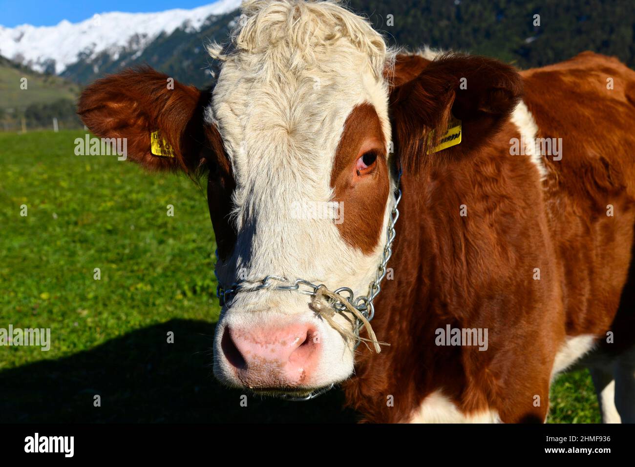 Lattine domestiche femminili (Bos taurus) senza corno, curioso mucche al pascolo, Reschenpass, Italia Foto Stock