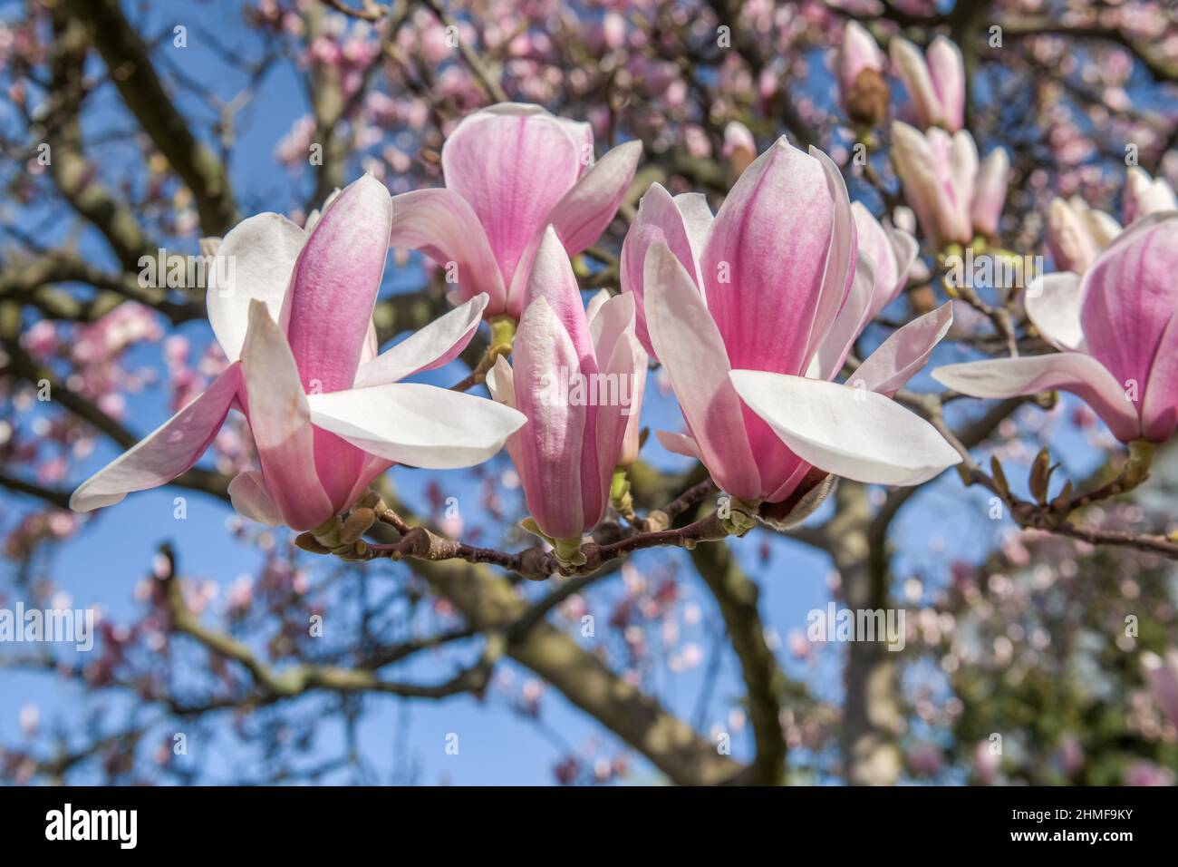 Magnolie rosa chiaro (Magnolia) Foto Stock