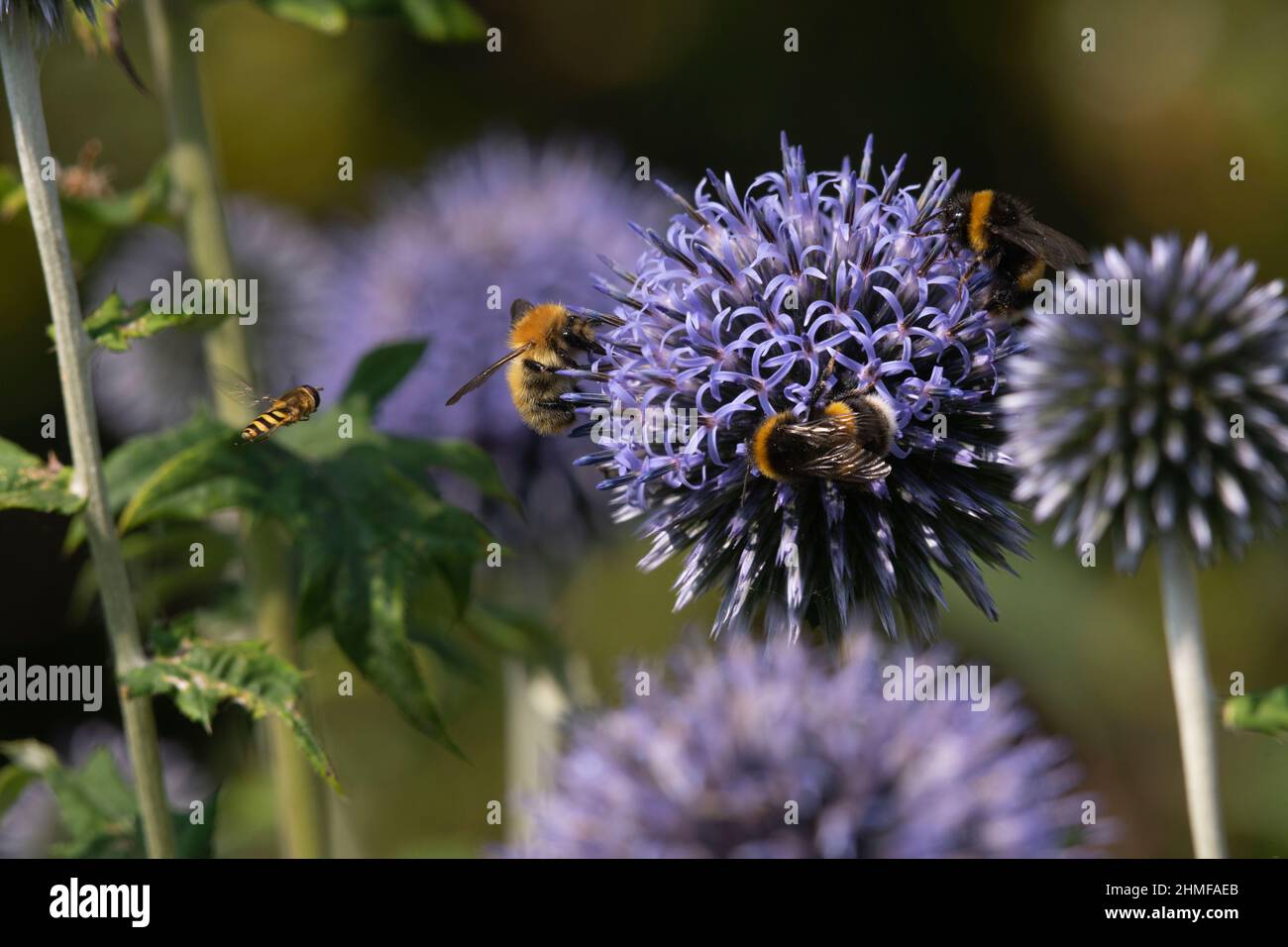 Bumblebee, compreso un carder del Moss (Muscorum del Bombus) & un Bumblebee della coda bianca (Bombus luorum), congregate su un Thistle del globo (Echinops Bannaticus) Foto Stock