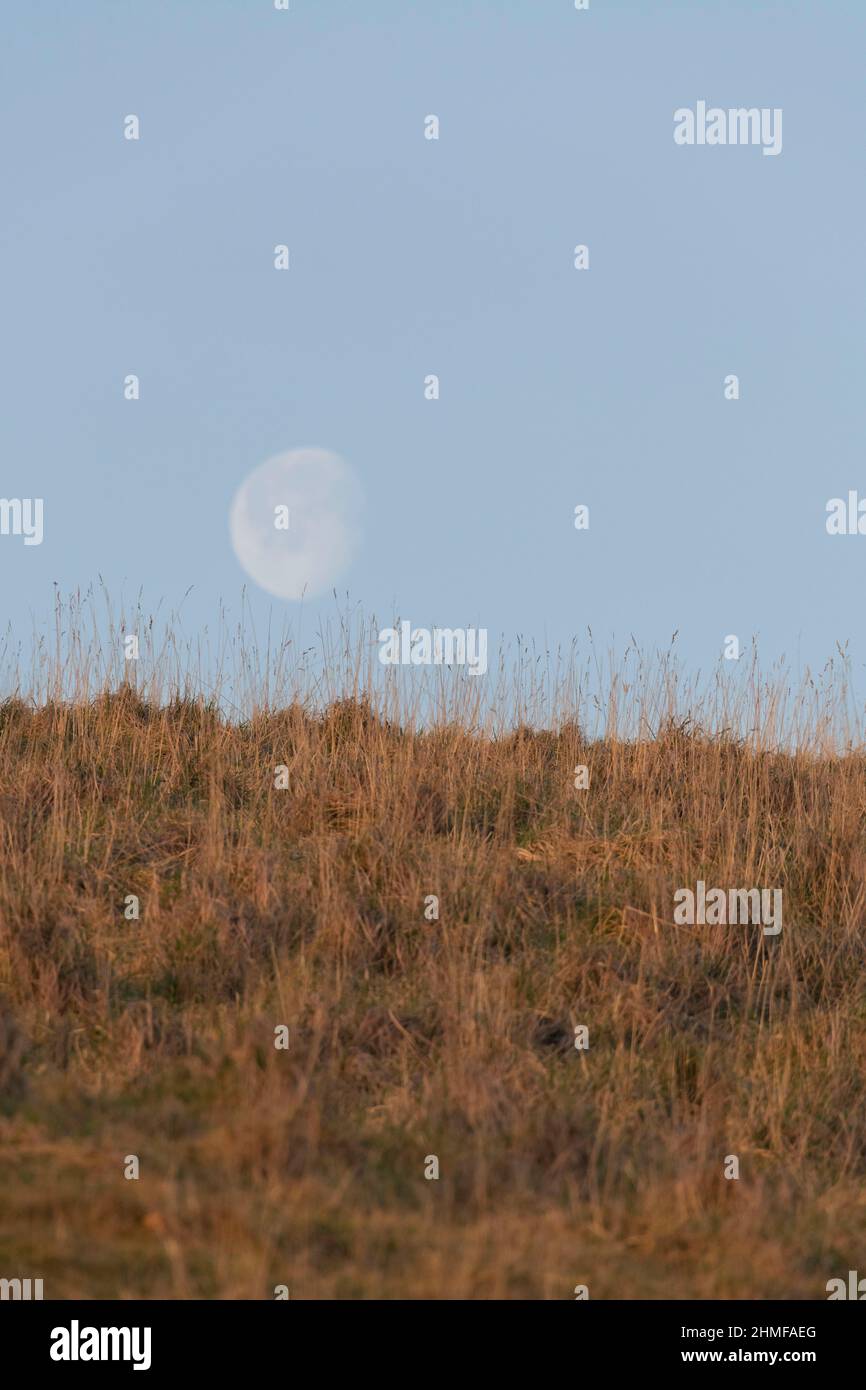 Una Luna quasi piena (in declino, 90%) bassa sull'orizzonte in un cielo senza nuvole subito dopo l'alba, visto sopra un erboso Hillside Foto Stock