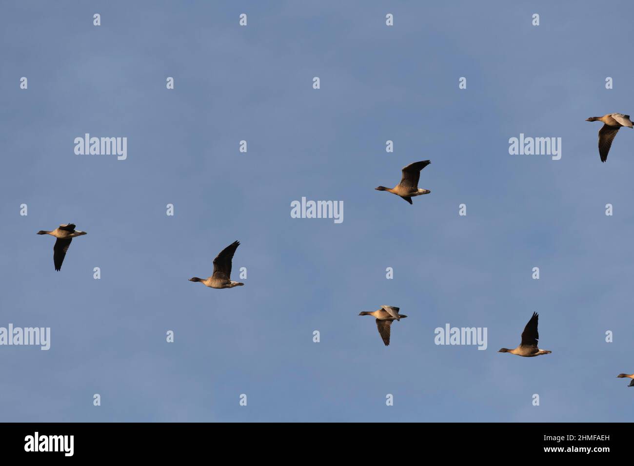 Oche rosa-footed (Anser Brachyrhynchus) volo in testa in formazione su una mattinata d'inverno soleggiato in Aberdeenshire Foto Stock