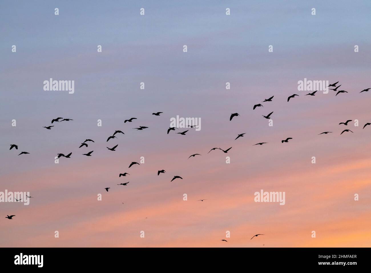 Un gregge di oche dai piedi rosa (Anser Brachyrhynchus) che volano in testa all'alba mentre lasciano il loro tetto notturno al lago di Skene Foto Stock