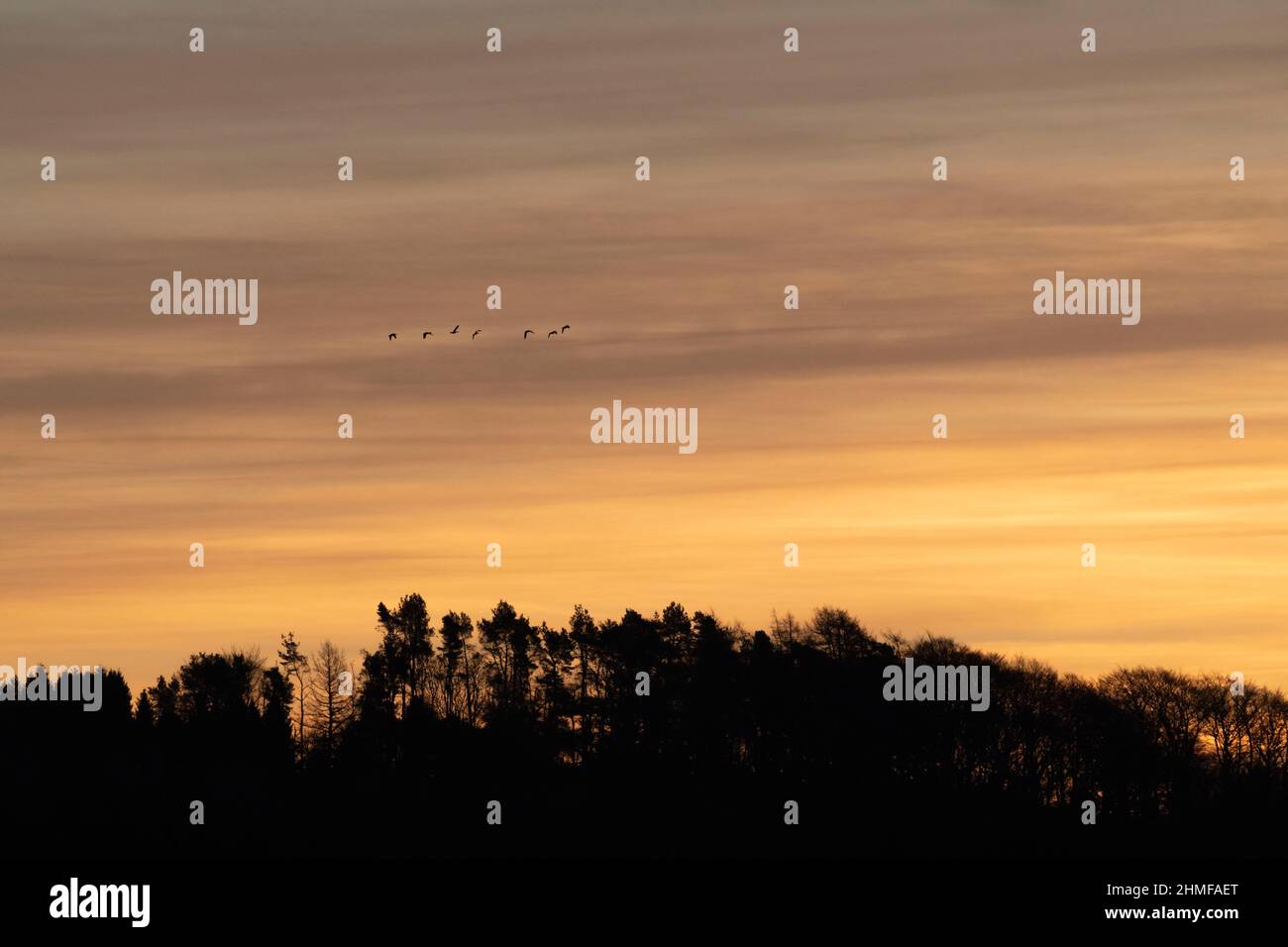 Un piccolo gregge di oche rosa (Anser Brachyrhynchus) che volano in una linea sopra gli alberi in inverno e si silhouetted contro un cielo giallo fiero Foto Stock