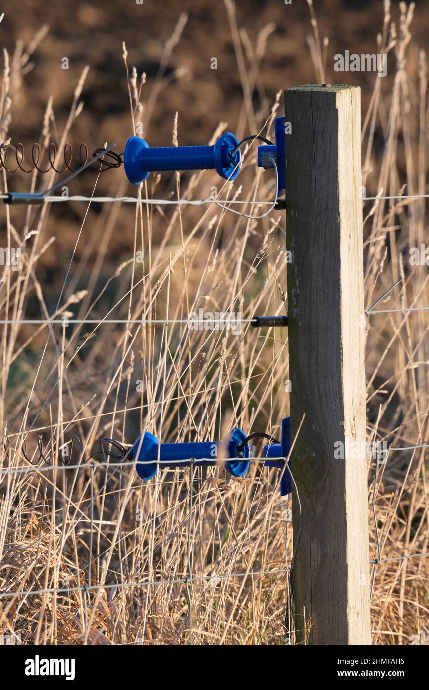 Due maniglie isolanti blu su un cancello a molla collegato a una fence elettrica sul bordo del campo di un coltivatore Foto Stock