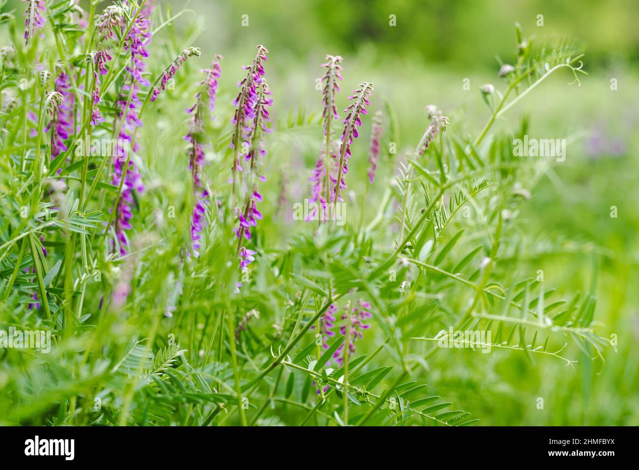 Fiori viola luminosi di vetch peloso ai raggi del tramonto il giorno d'estate. Vista soft focus della fioritura di Vicia villosa Foto Stock