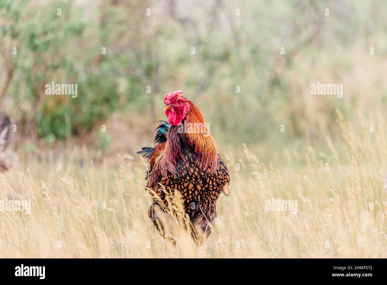 Oro laced Wyanotte Rooster Free Ranging Foto Stock