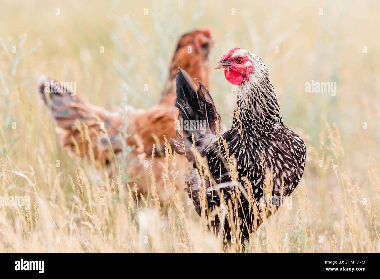 Due galline a gamma libera in erba Tall Foto Stock