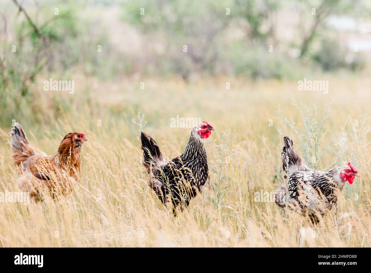 Tre galline in una fila Free Ranging Foto Stock