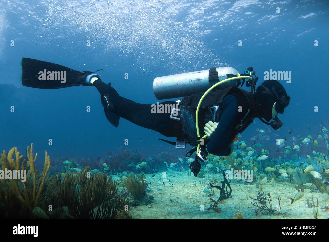 immersione subacquea intorno alla barriera corallina Foto Stock