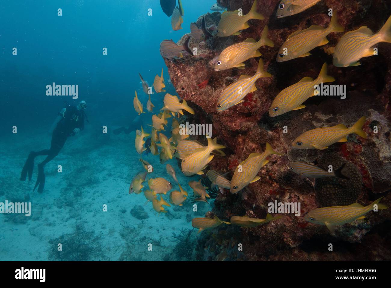 subacquei scuba diving intorno alla barriera corallina Foto Stock