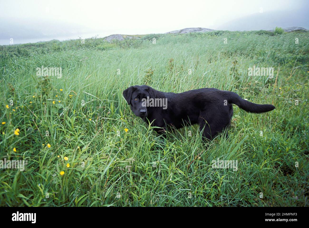 Terranova Dog, Terranova, Canada Foto Stock